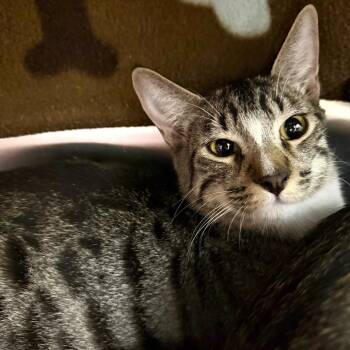 Boba -  Domestic Short Hair Cat for Adoption in Las Vegas, Nevada - Boba | PetCurious