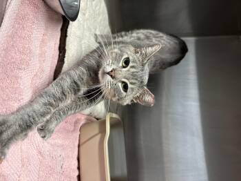 Domestic Short Hair Cats Available for Adoption in Grand Rapids, Michigan - Sardine | PetCurious