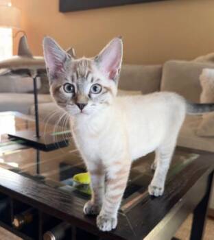 Dove (Finch) -  Siamese Cat for Adoption in Davis, California - Dove (Finch) | PetCurious
