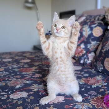 Domestic Short Hair Cats Available for Adoption in Tucker, Georgia - Mojito (Cocktails Litter) | PetCurious