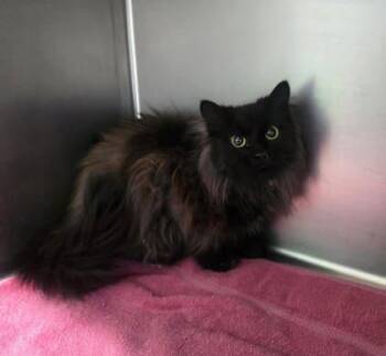 Domestic Long Hair Cats Available for Adoption in Sullivan, Indiana - Crystal | PetCurious