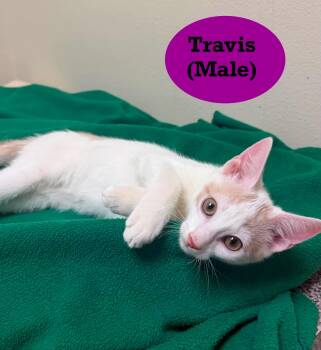 Travis -  Domestic Short Hair Cat for Adoption in Mount Pleasant, Texas - Travis | PetCurious