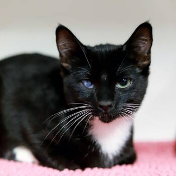 Domestic Short Hair Cats Available for Adoption in Los Angeles, California - Asher | PetCurious