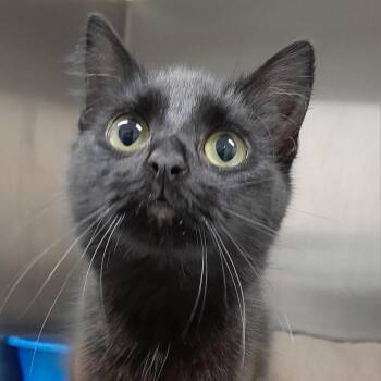 Baby -  Domestic Long Hair Cat for Adoption in Calverton, New York - Baby | PetCurious