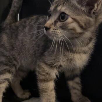 Molly -  Domestic Short Hair Cat for Adoption in Edwards, Illinois - Molly | PetCurious