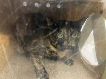 AELITA -  Domestic Short Hair Cat for Adoption in Kent, Washington - AELITA | PetCurious