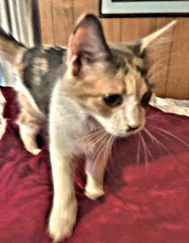 Rescue Domestic Long Hair Cats for Adoption in Rutherfordton, North Carolina - Eddie | PetCurious