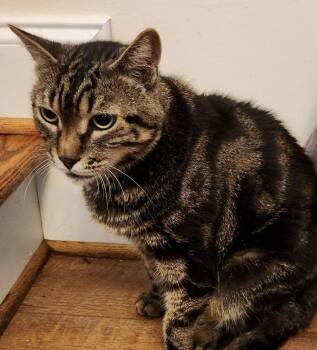 Max -  American Shorthair Cat for Adoption in Lancaster, Virginia - Max | PetCurious