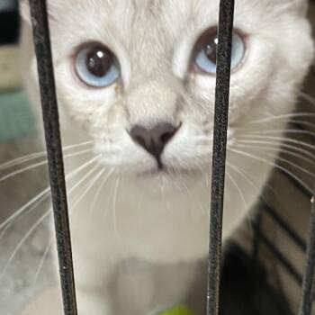Daquari -  Siamese Cat for Adoption in Stanwood, Washington - Daquari | PetCurious