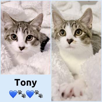 Tony -  Domestic Short Hair Cat for Adoption in Windy Hills, Kentucky - Tony | PetCurious