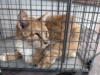 NIKKI -  Domestic Short Hair Cat for Adoption in Oklahoma City, Oklahoma - NIKKI | PetCurious