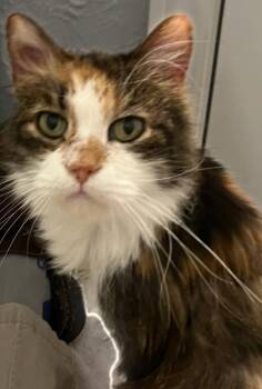 Calico Cats Available for Adoption in Garland, Texas - Scarlett | PetCurious