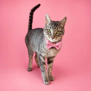 Gardenia -  Domestic Short Hair Cat for Adoption in Binghamton, New York - Gardenia | PetCurious