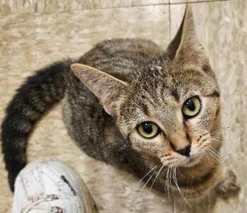 Dolly -  Tabby Cat for Adoption in Tulsa, Oklahoma - Dolly | PetCurious