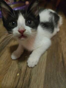 Fern -  Domestic Short Hair Cat for Adoption in Tampa, Florida - Fern | PetCurious
