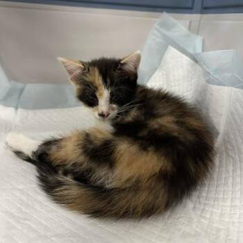 Pearl -  Domestic Short Hair Cat for Adoption in Indianapolis, Indiana - Pearl | PetCurious