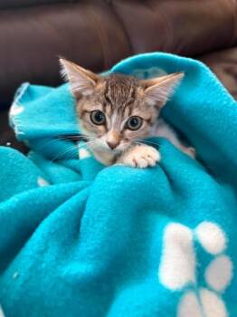 Tequila -  American Shorthair Cat for Adoption in Poway, California - Tequila | PetCurious
