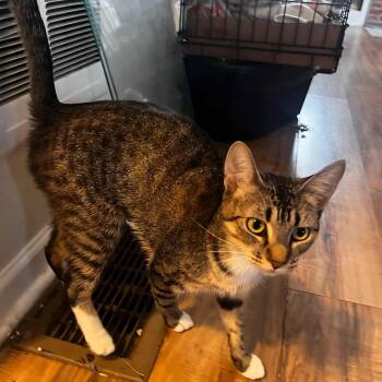 Rescue Domestic Short Hair Cats for Adoption in Gladstone, Oregon - Georgia | PetCurious