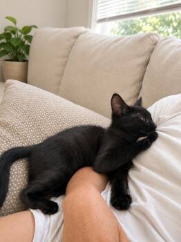 Remus Lupin -  Domestic Short Hair Cat for Adoption in Santa Cruz, California - Remus Lupin | PetCurious