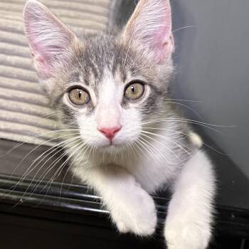 Domestic Short Hair and Russian Blue Cats Available for Adoption in Yorba Linda, California - :::Ricky::: | PetCurious