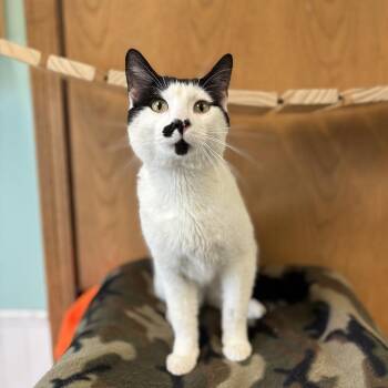 Domestic Short Hair Cats Available for Adoption in Fargo, North Dakota - James | PetCurious