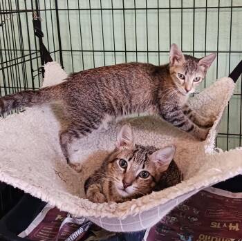 Domestic Short Hair Cats Available for Adoption - Kendall And Kennedy | PetCurious