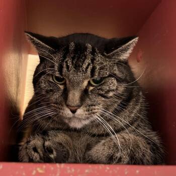 Froot Loops -  Domestic Short Hair Cat for Adoption - Froot Loops | PetCurious