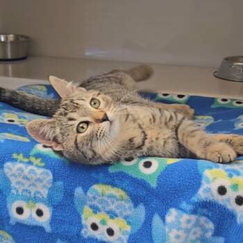 Rescue Domestic Short Hair Cats for Adoption in Watertown, New York - Hilary | PetCurious