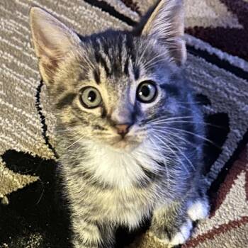 Rescue Domestic Short Hair Cats for Adoption in Priest River, Idaho - Thunder | PetCurious