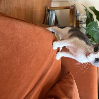 Tiger Mart -  Domestic Short Hair Cat for Adoption in Jersey City, New Jersey - Tiger Mart | PetCurious