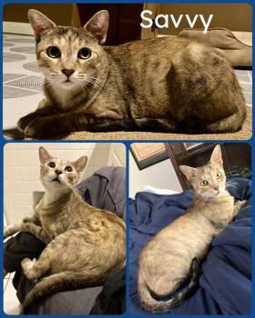 Rescue Torbie and Domestic Short Hair Cats for Adoption in Fort Worth, Texas - Savvy | PetCurious