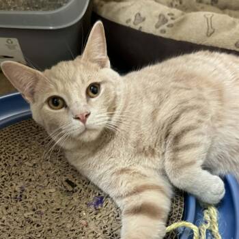 Rescue Domestic Short Hair Cats for Adoption in Waterloo, Iowa - Steven | PetCurious