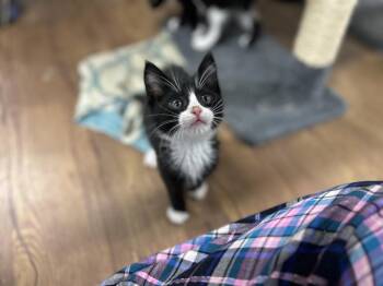 Mimsie -  Domestic Short Hair Cat for Adoption in Emerald Isle, North Carolina - Mimsie | PetCurious