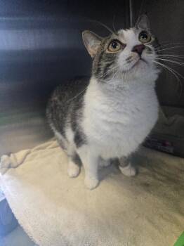 Mr. Lovey -  Domestic Short Hair Cat for Adoption in Cortland, New York - Mr. Lovey | PetCurious