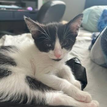 Rescue Domestic Short Hair Cats for Adoption in Delaware, Ohio - Sasquatch | PetCurious
