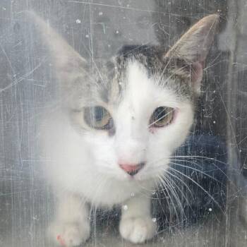 Quebec -  Domestic Short Hair Cat for Adoption in Philadelphia, Pennsylvania - Quebec | PetCurious
