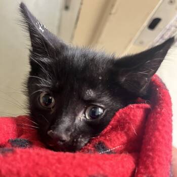 Rescue Domestic Short Hair Cats for Adoption in Windsor, Virginia - Flannel | PetCurious