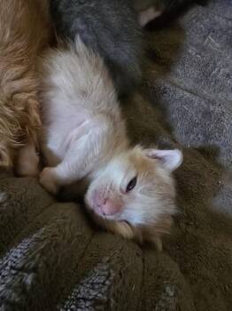 Domestic Medium Hair Cats Available for Adoption in Pacifica, California - Apple Jack | PetCurious