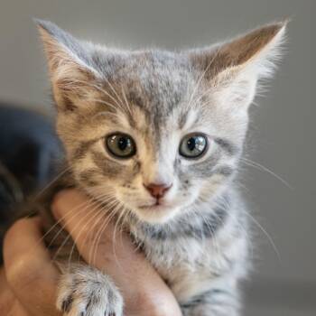 Domestic Short Hair Cats Available for Adoption in Memphis, Tennessee - FRECKLES-30642 | PetCurious