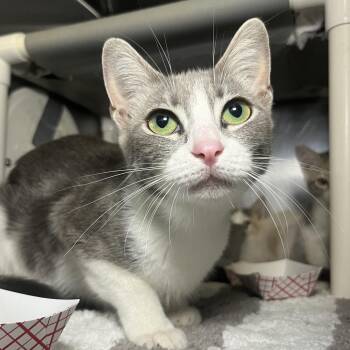 Butterfly -  Domestic Short Hair Cat for Adoption in Palm Springs, California - Butterfly | PetCurious