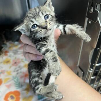 Domestic Short Hair Cats Available for Adoption in Redwood City, California - Dopey | PetCurious