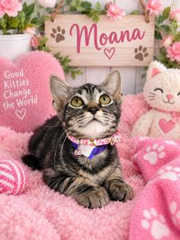 Moana -  Tabby Cat for Adoption in Tavares, Florida - Moana | PetCurious