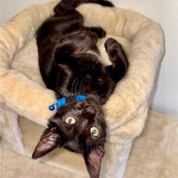 Merle -  Domestic Short Hair Cat for Adoption in Webster, Texas - Merle | PetCurious