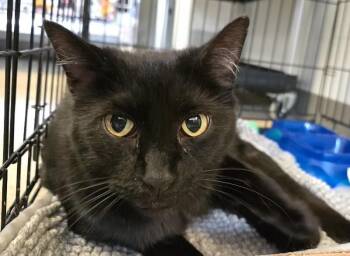 Blue Midnight -  Domestic Short Hair Cat for Adoption in Cincinnati, Ohio - Blue Midnight | PetCurious