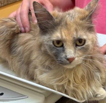 REECIE -  Domestic Long Hair Cat for Adoption in Elizabethton, Tennessee - REECIE | PetCurious