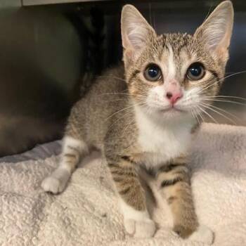 Macciato -  Domestic Short Hair Cat for Adoption in Dayton, Ohio - Macciato | PetCurious