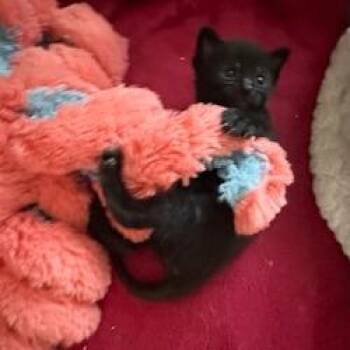 Domestic Short Hair Cats Available for Adoption in Madison, Wisconsin - Bear | PetCurious