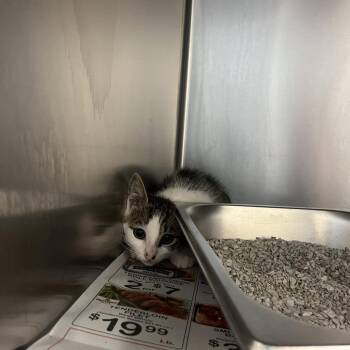 Hoya -  Domestic Short Hair Cat for Adoption in Columbus, Georgia - Hoya | PetCurious