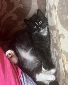 Rescue Domestic Long Hair Cats for Adoption in Warr Acres, Oklahoma - Dragon | PetCurious