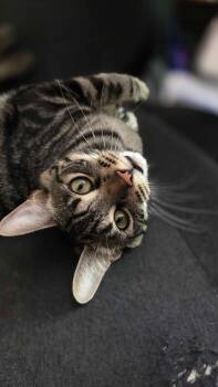 Turtle -  Domestic Short Hair Cat for Adoption in Sacramento, California - Turtle | PetCurious